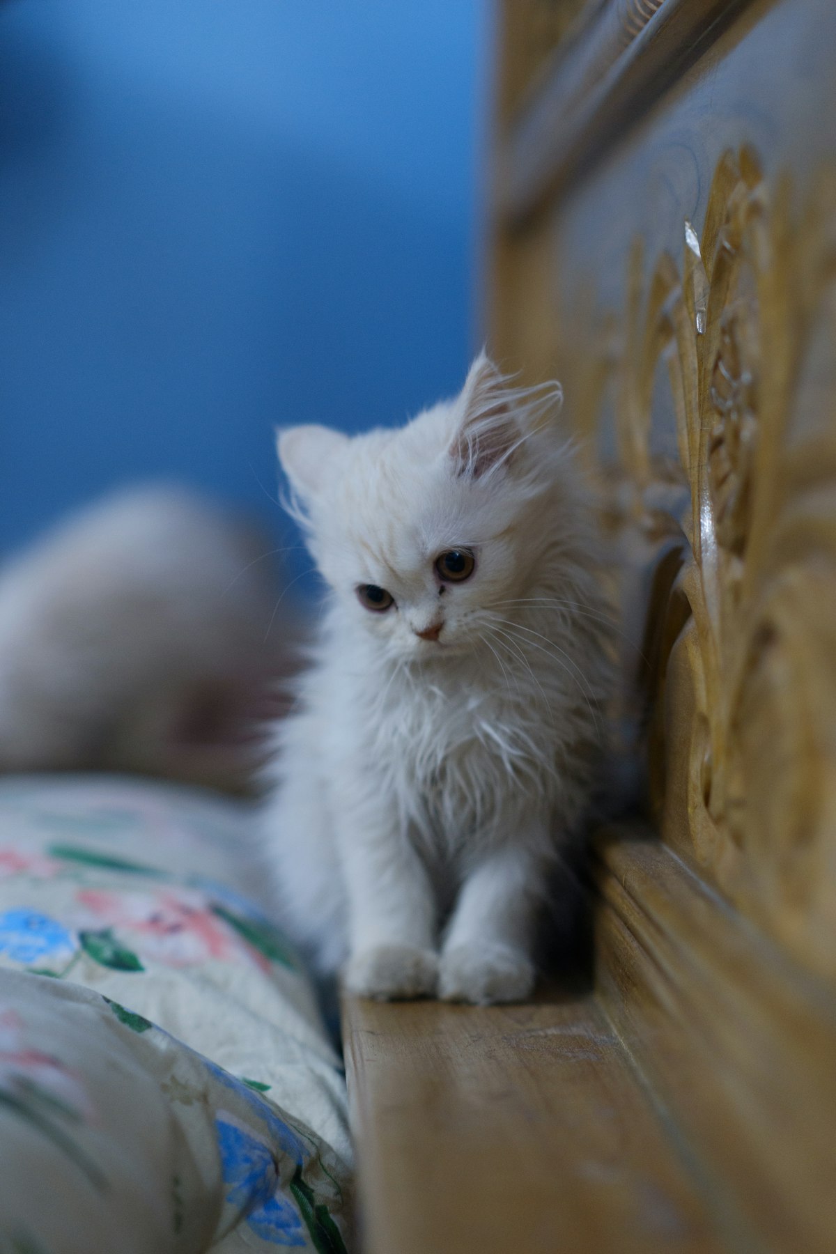 Persian kitten with fluffy cream coat sitting elegantly on a velvet cushion, large copper eyes gazin