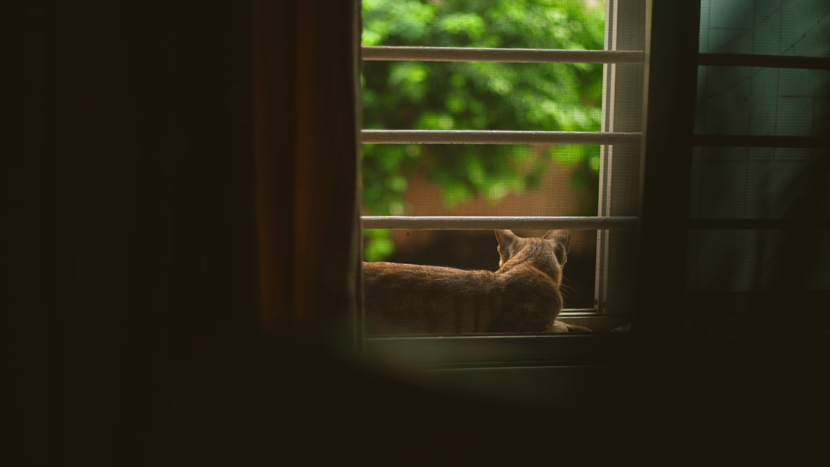 Persian kitten exploring a cozy safe room, sniffing around a plush bed near a window with soft light