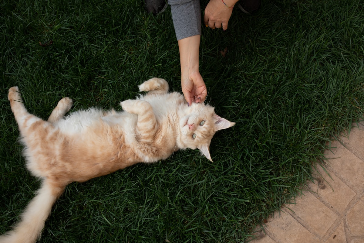 Owner gently combing a Persian kitten lying relaxed on their lap, kitten's eyes half-closed in conte