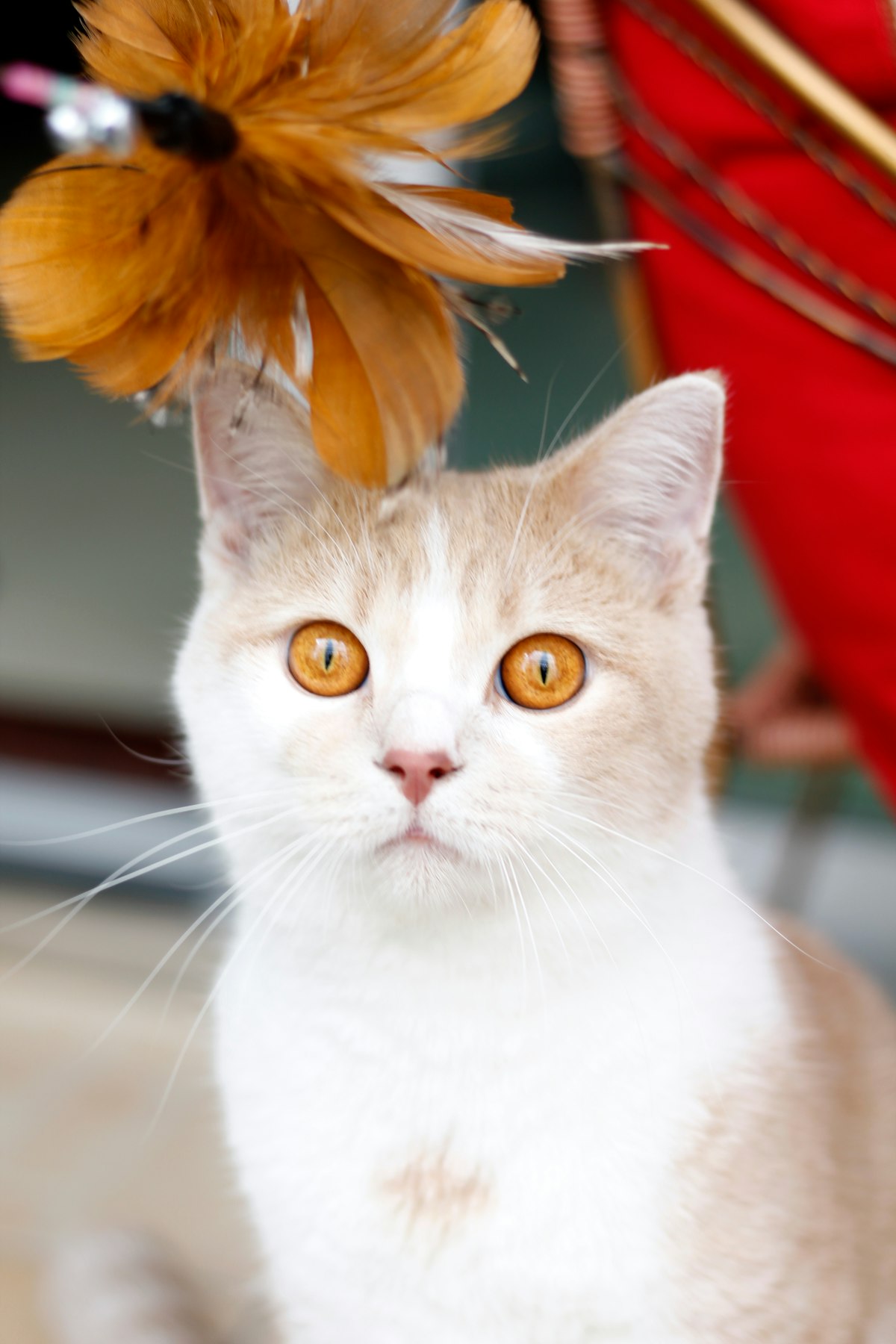 Close-up of a Persian cat's face being gently cleaned around the eyes with a soft cotton pad, cat ap