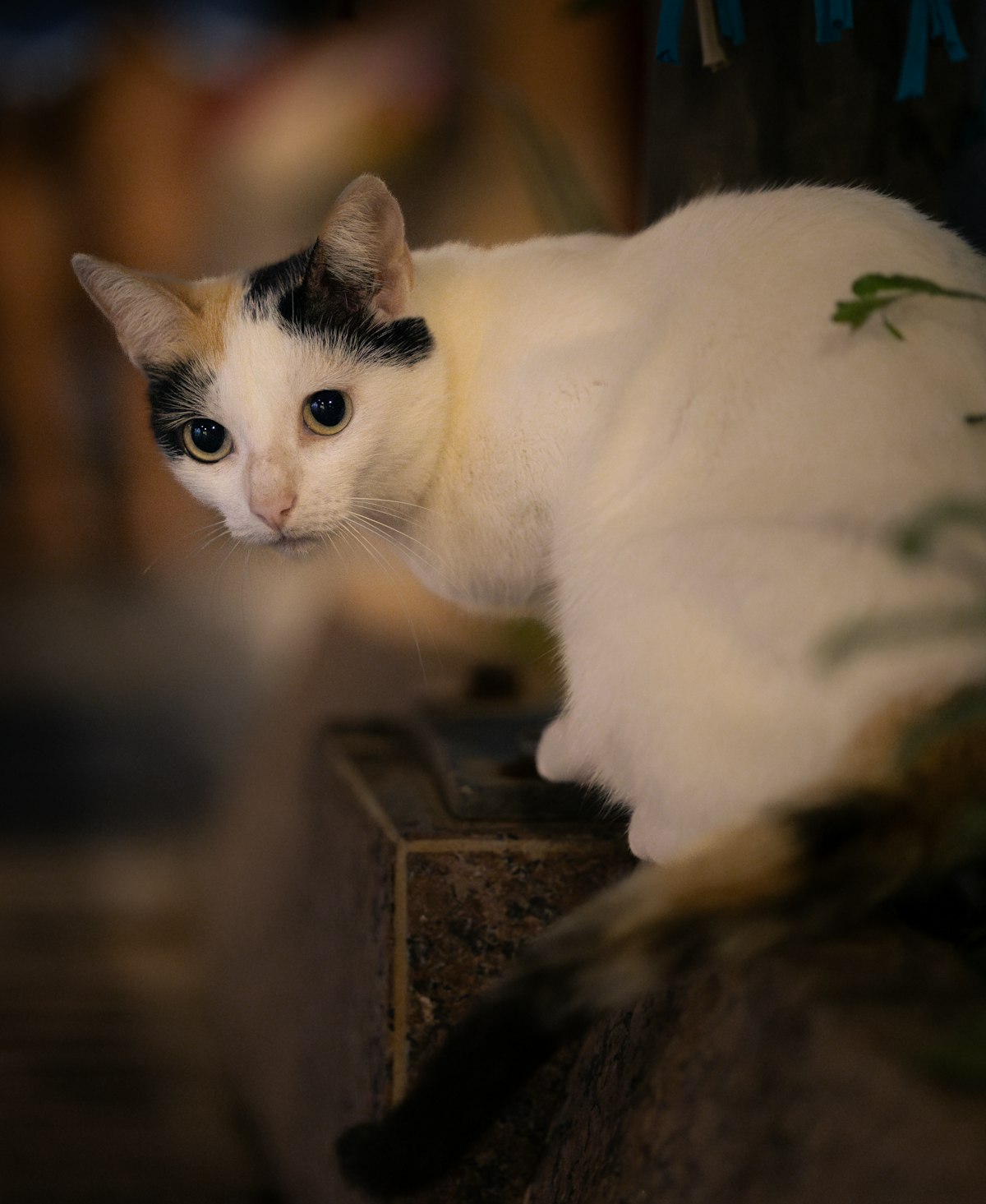Beautiful adult Persian cat with perfectly groomed flowing coat, sitting regally on a velvet surface