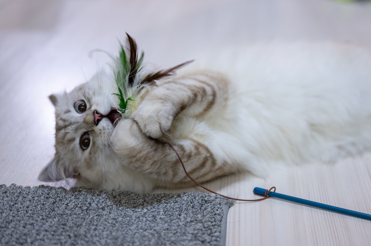 Ragdoll kitten playing with interactive toy