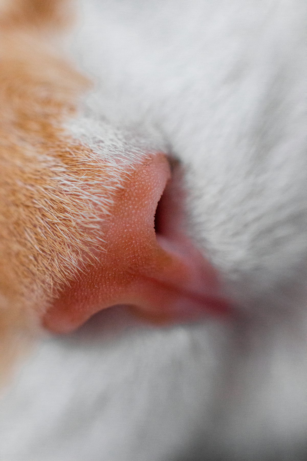 Scottish Fold kitten with classic folded ears sitting adorably, round face with large eyes looking d