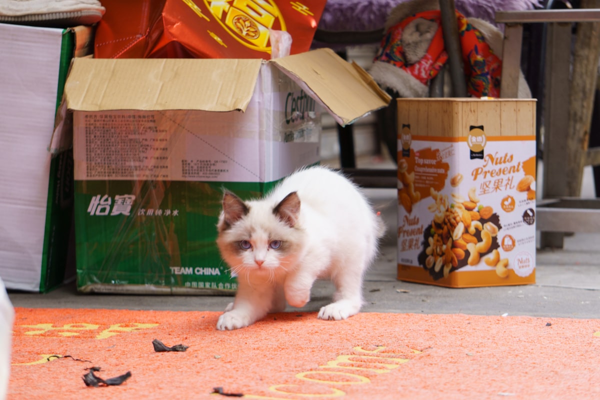 Scottish Fold kitten preparation area with low-sided litter box, comfortable bed, ear cleaning suppl