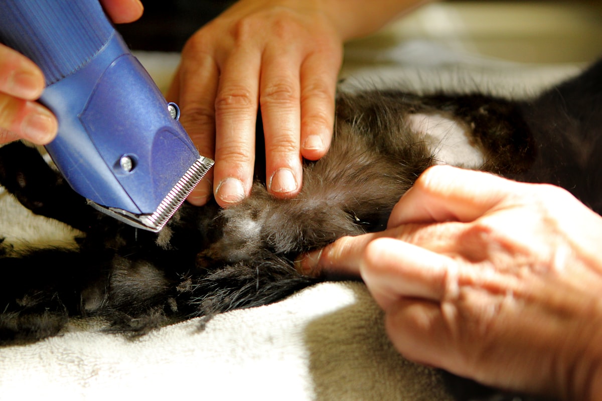 Owner gently cleaning a Scottish Fold kitten's ears with cotton ball, kitten relaxed and calm