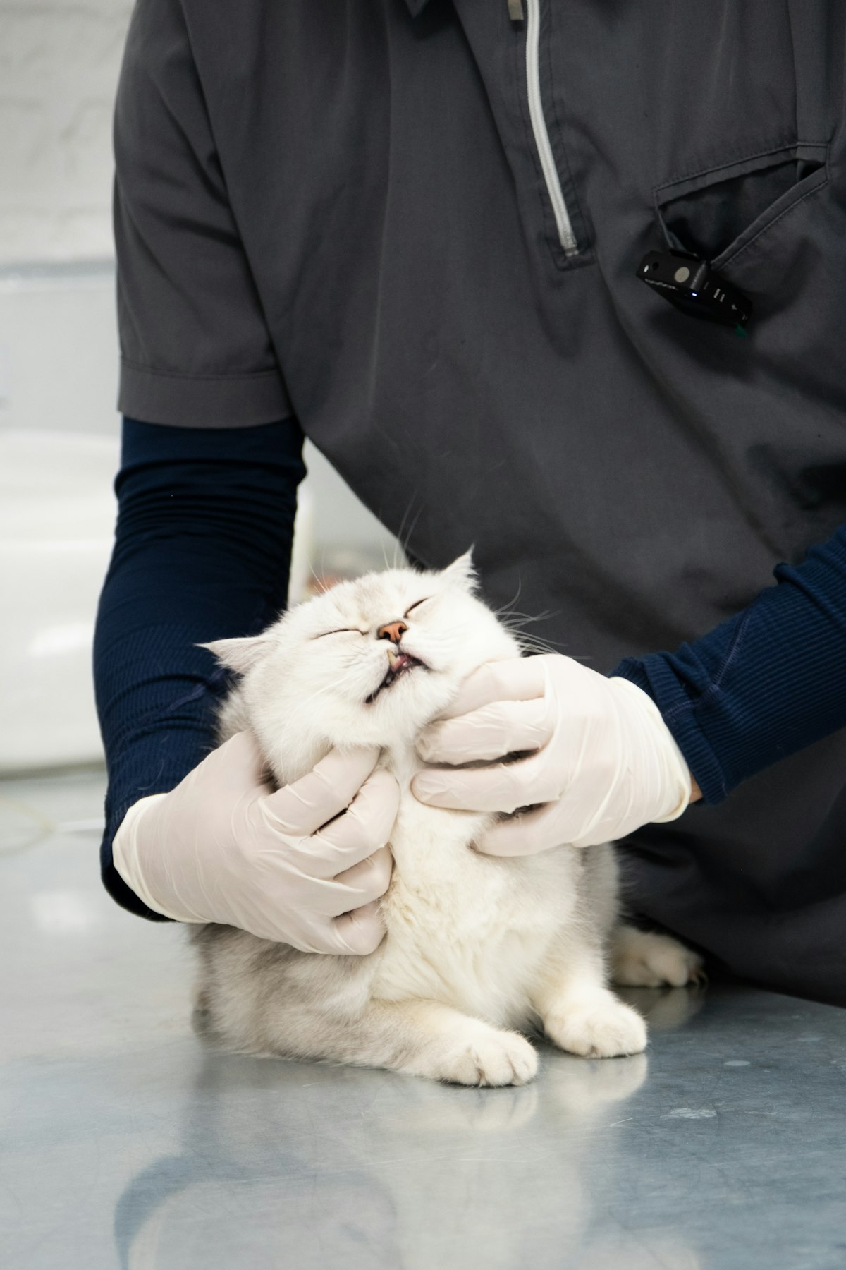 Scottish Fold kitten being gently examined by veterinarian, focusing on joint and ear examination