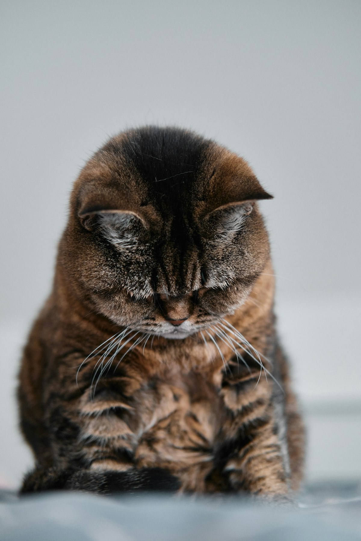 Scottish Fold kitten demonstrating typical sitting position, with round face and folded ears clearly