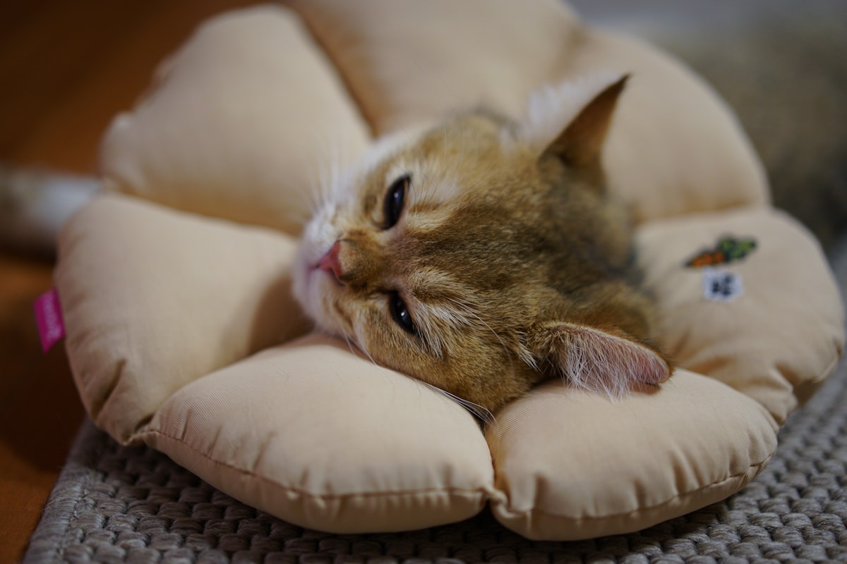 Adult Scottish Fold cat relaxing comfortably on a soft bed, demonstrating the breed's calm, sweet de