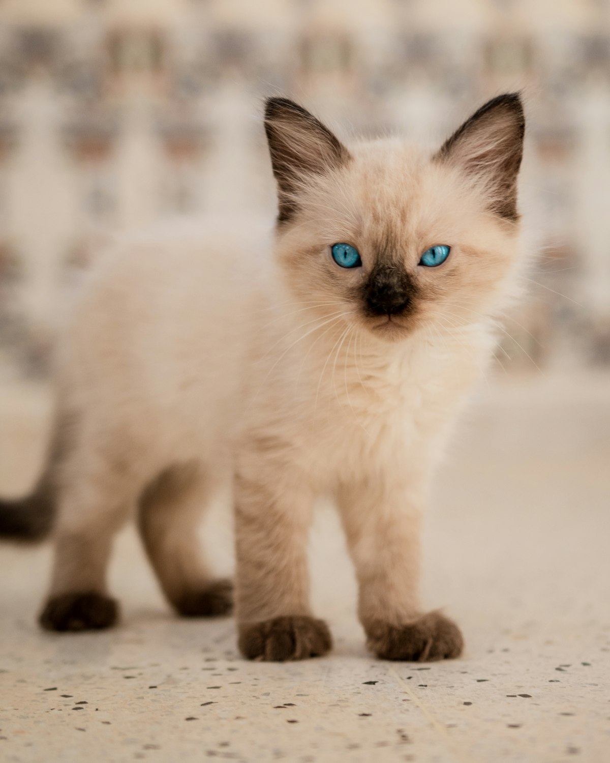 Siamese kitten with blue eyes, colorpoint pattern, sleek body, alert expression