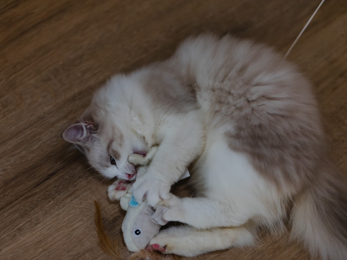 Siamese kitten playing energetically with a toy