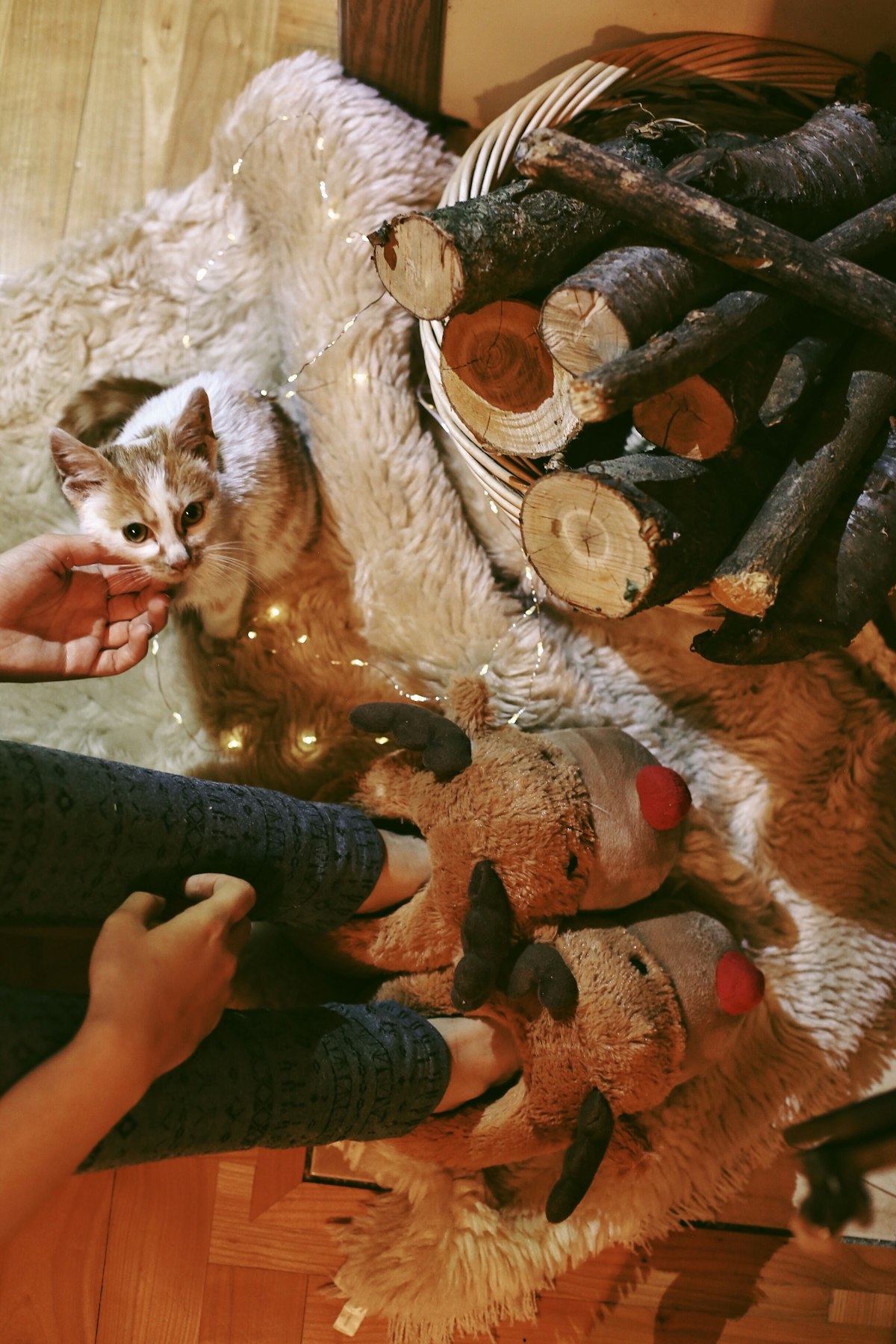 Siamese kitten engaged in active play with owner