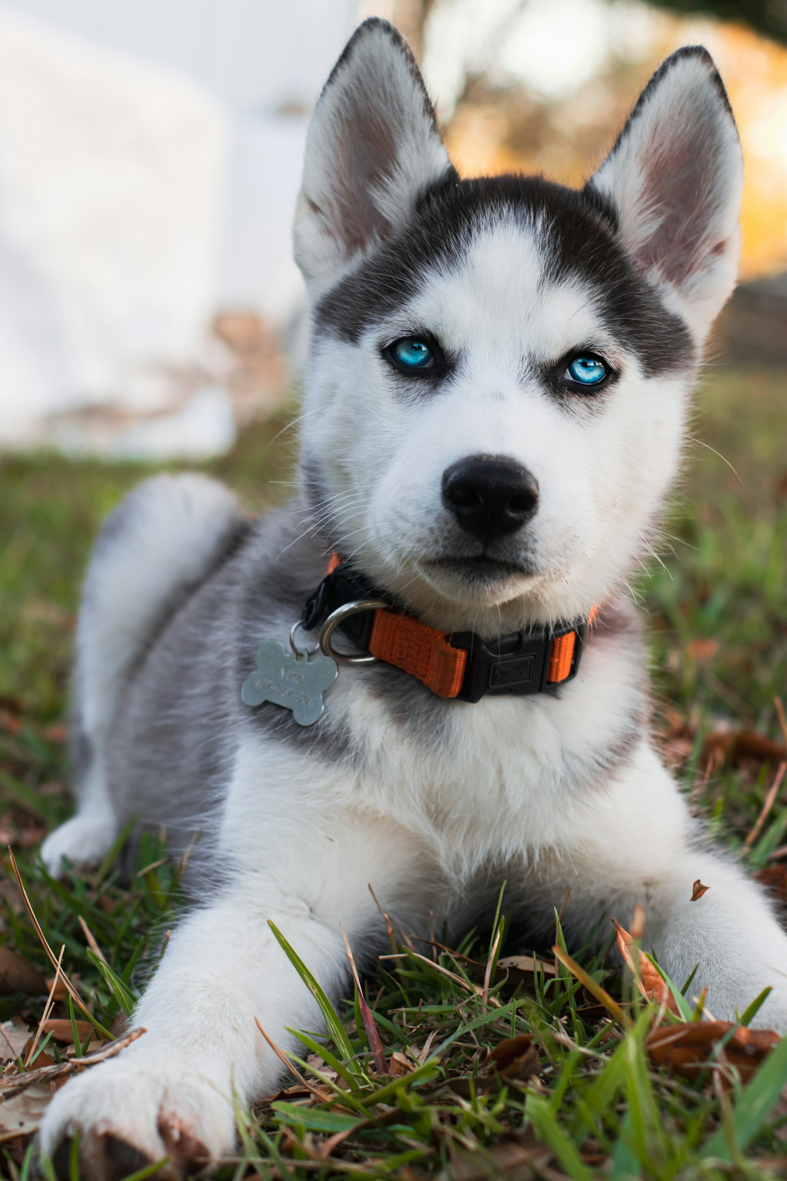 Siberian Husky puppy with bright blue eyes sitting alertly in a home environment, fluffy coat visibl