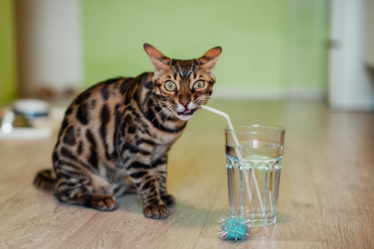Bengal kitten playing with water demonstrating characteristic water fascination