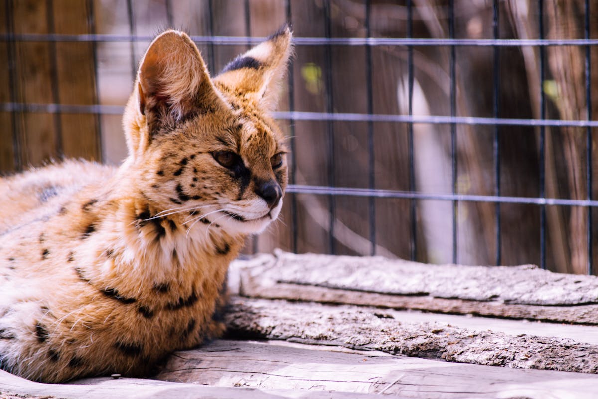 Bengal kitten working on puzzle feeder demonstrating intelligence
