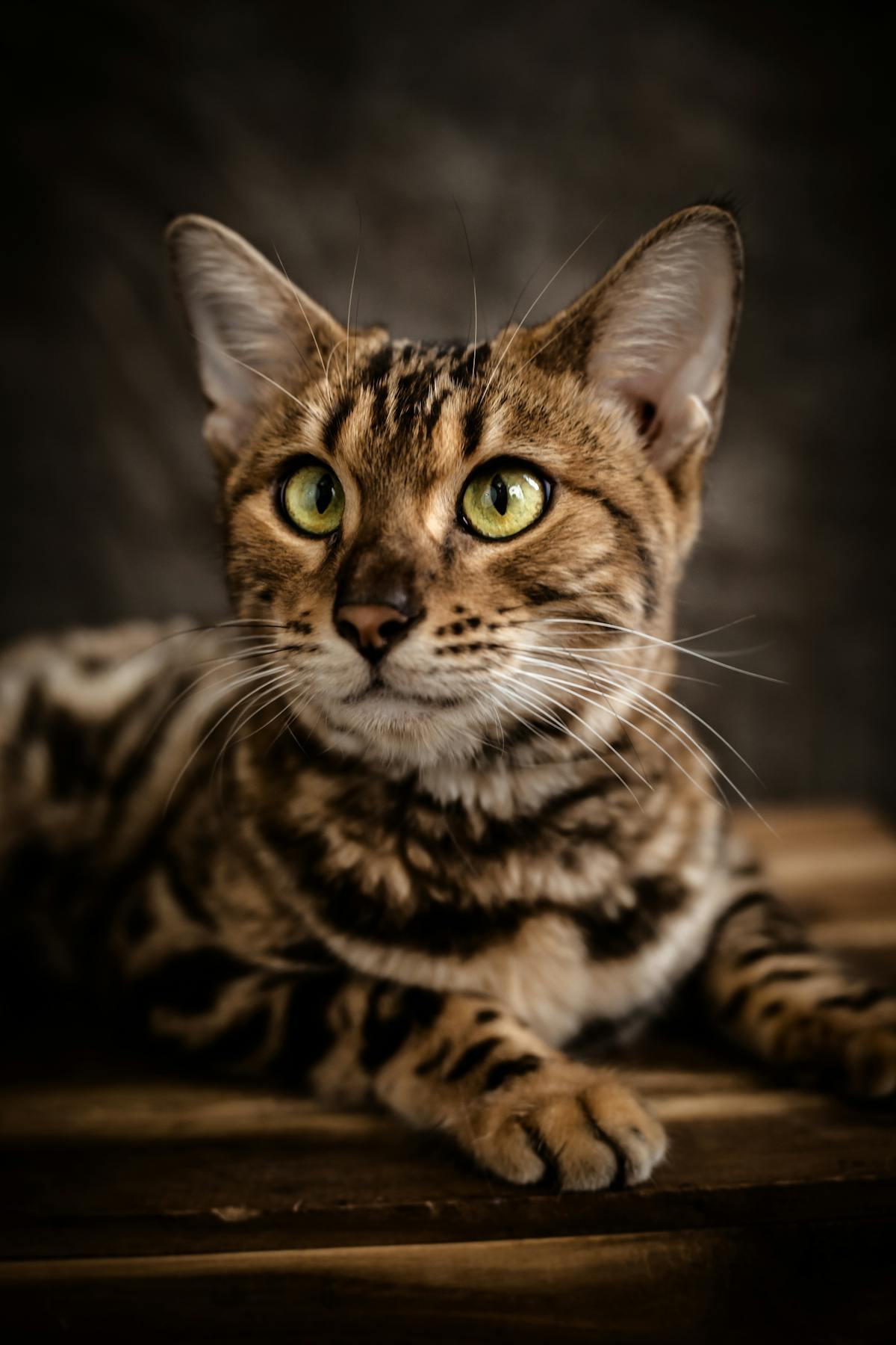 Adult Bengal cat with stunning rosette markings showing the result of proper care