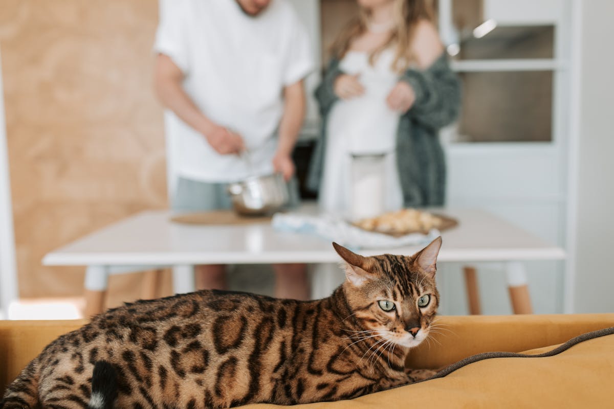 Bengal kitten with vivid rosette markings sitting alertly, showing characteristic wild appearance and glitter coat